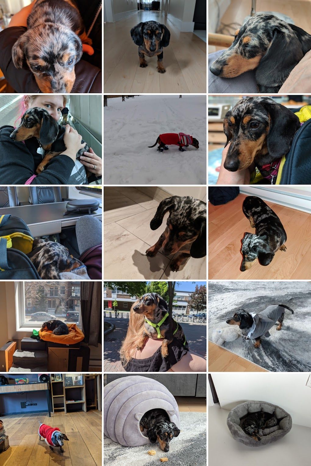 Momo collage