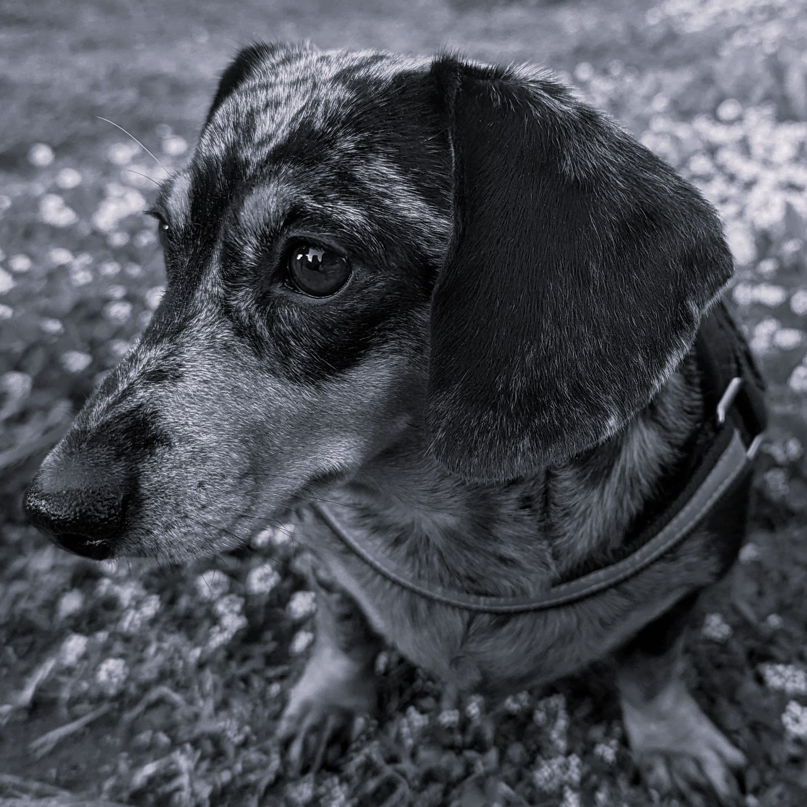 Momo the Doxie