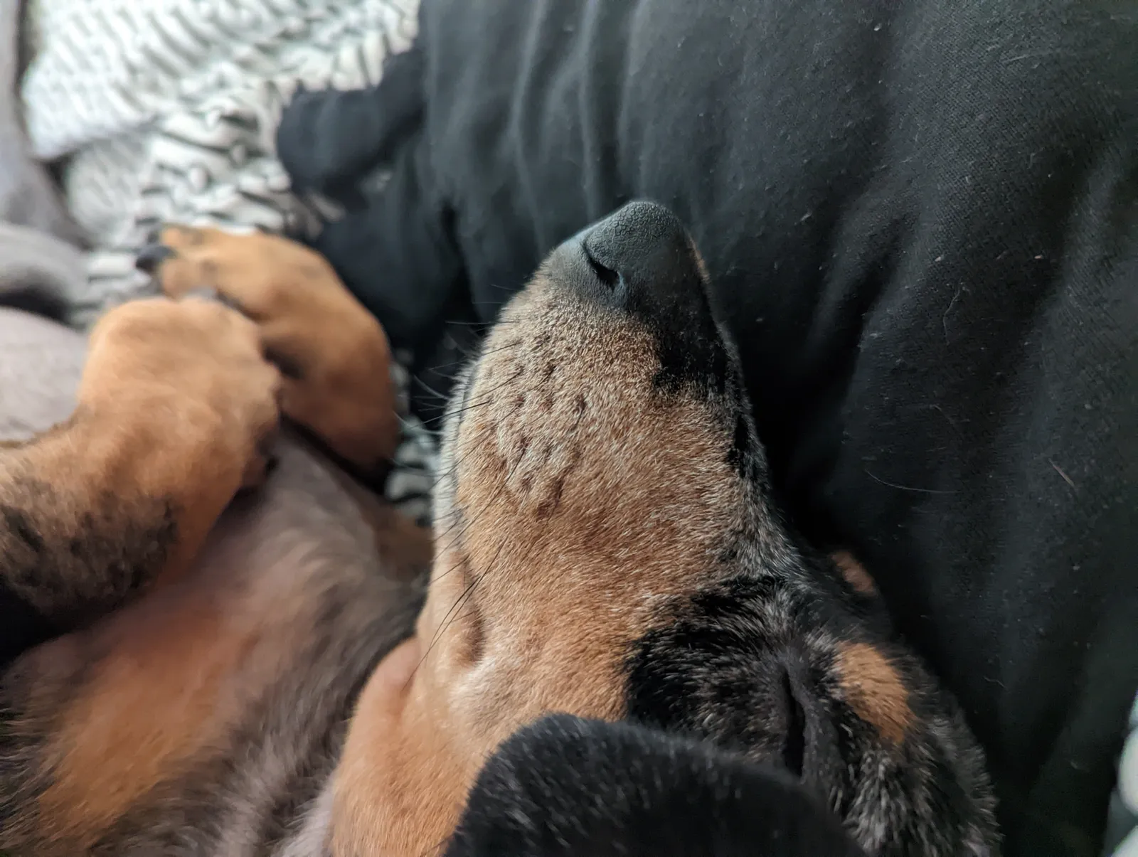 The Snooze Life