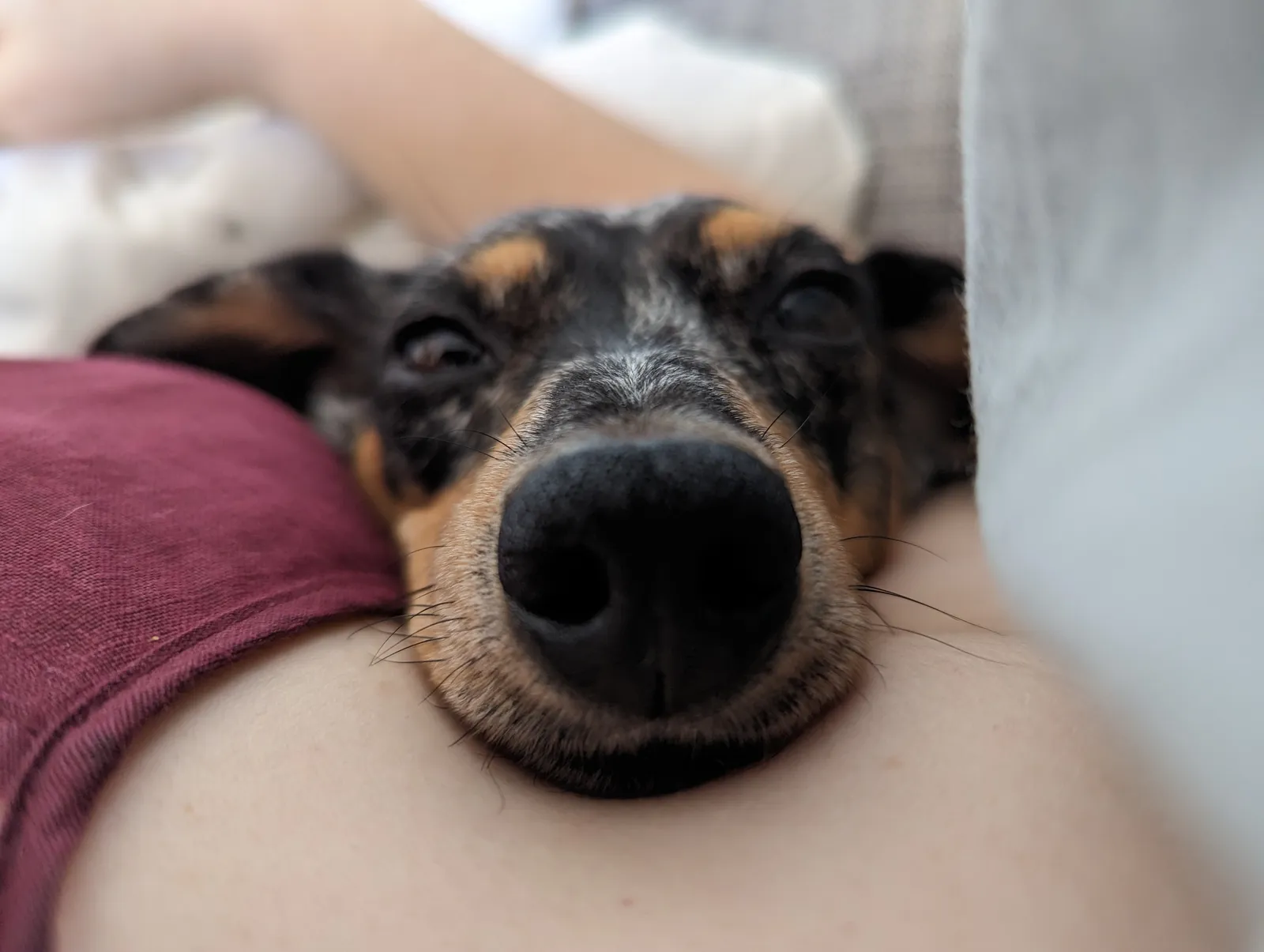 Momo boop